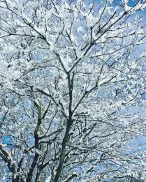 12794376_10209138841256533_6943389763457854043_n