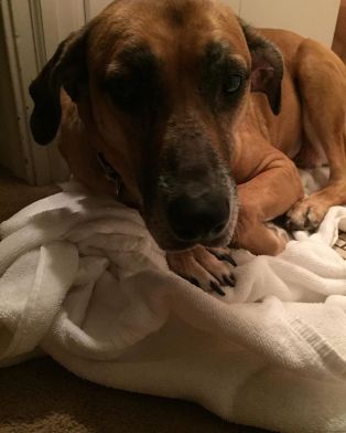 44033710_10217502758469236_7826409356617842688_n